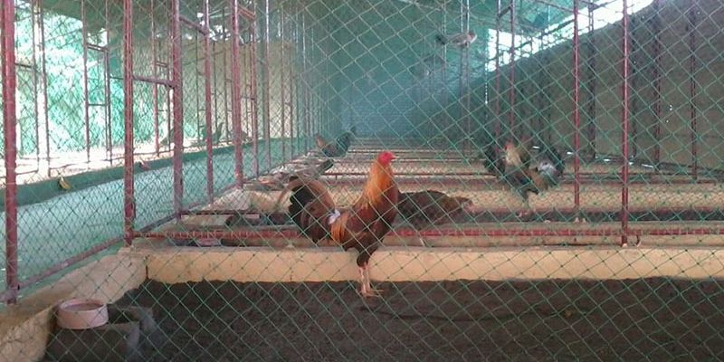 Cách nuôi gà đá bo hiệu quả