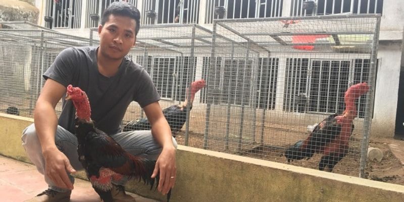 Chế độ chăm sóc cho gà đá bo