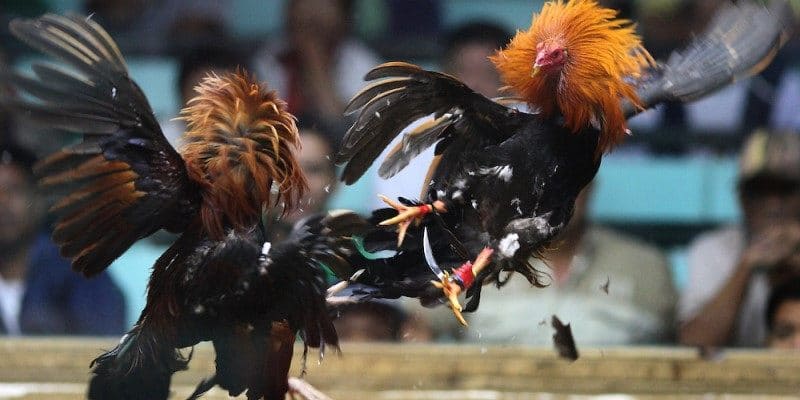 Nên lựa chọn chiến thuật hiệu quả trong mỗi tình huống cược