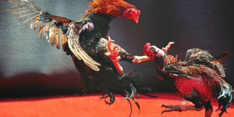 Tham gia hấp dẫn cho mỗi ván đá gà cựa dao tại 69VN