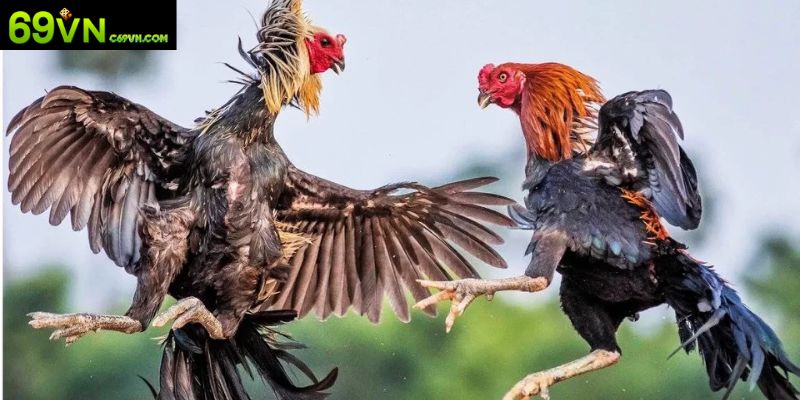 Khám phá 3 cửa cược chính trong đá gà trực tuyến là gì