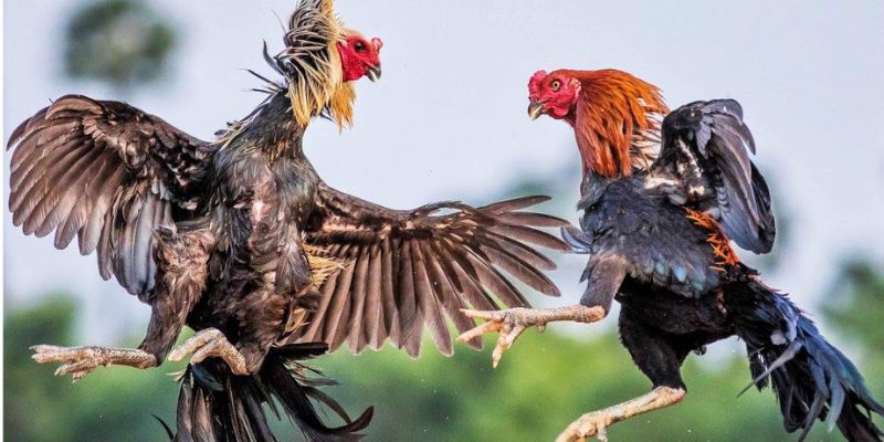 Để chiến thắng thì nên bỏ túi bí quyết quan trọng cần biết