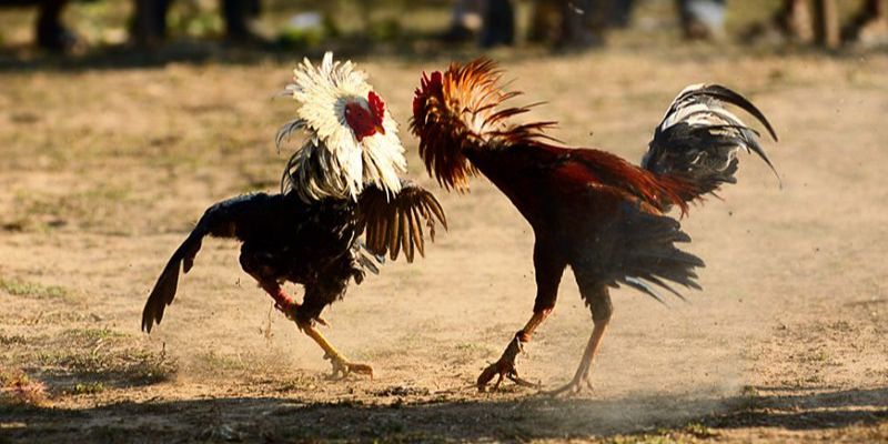 Luật chơi đá gà cựa sắt dành cho tân thủ