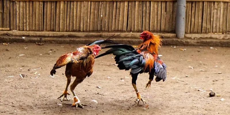 Thời gian thi đấu nhanh, hấp dẫn từng giây