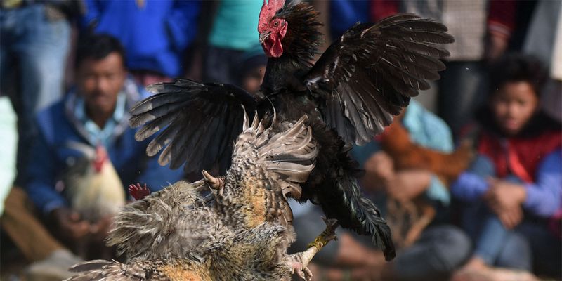 Theo dõi đá gà trực tuyến