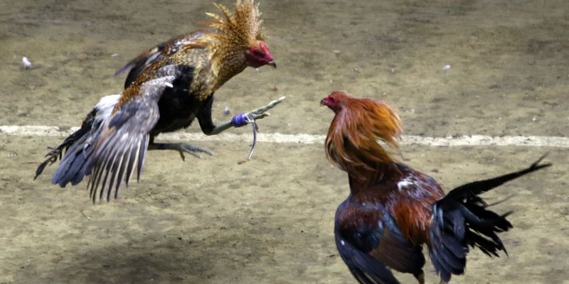 Tổng quan về đá gà Thomo
