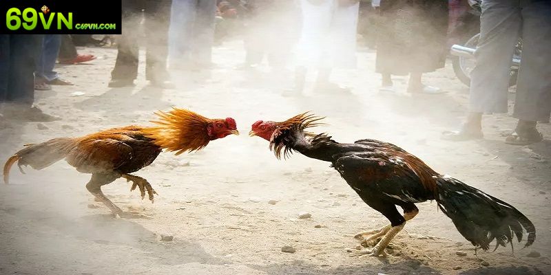 Tổng quan về đá gà Campuchia đỉnh cao