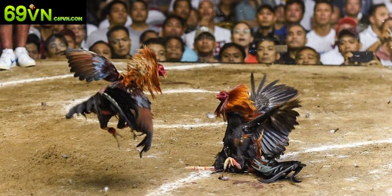 Khái quát thông tin cơ bản về đá gà SV388
