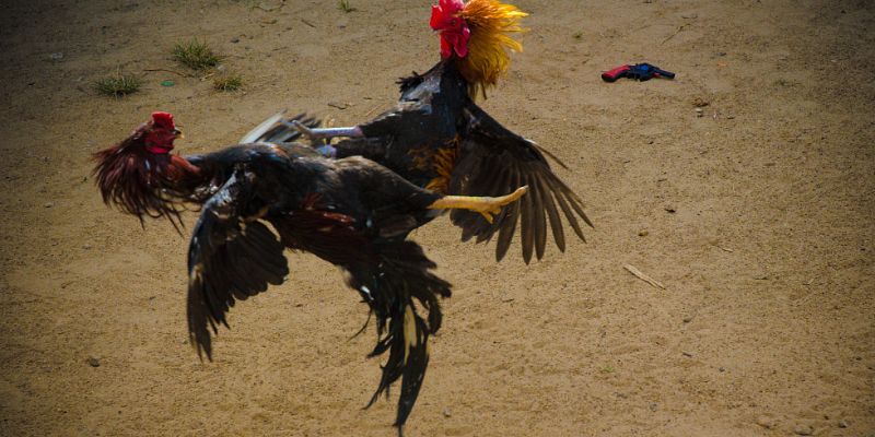 Hình thức trực tiếp đá gà C1 khác