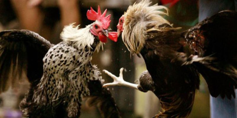 Đá gà C1 được xem ngày hội lớn trong giới chọi kê