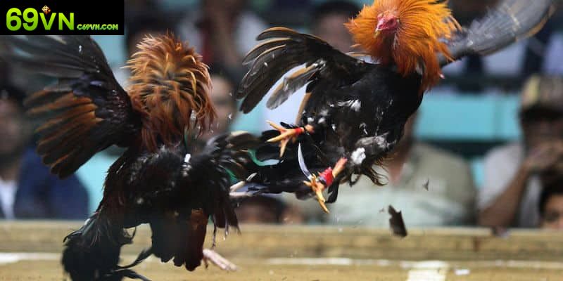 Đặt cược trên sảnh đá gà SV388 an toàn tuyệt đối